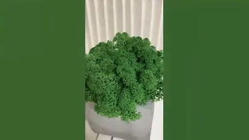 Стабилизированный мох в бетонном кашпо