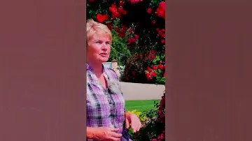 Роза Эксцельза Excelsa   сорт для украшения арки 2